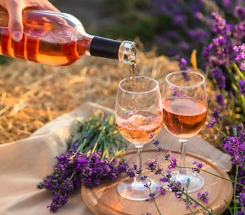 Kvinde hælder rosévin til picnic i en smuk lavendelmark i Provence, Frankrig