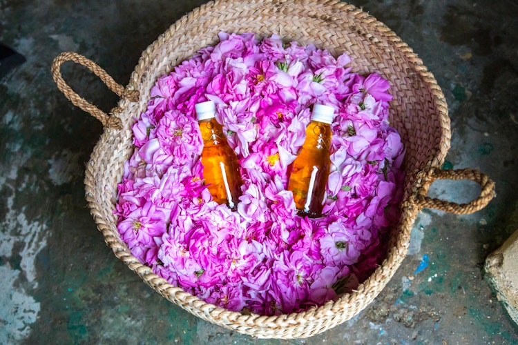 Traditionelle flasker med rosenvand omgivet af rosenblade fra Jebel Akhdar bjergene i Oman, en lokal specialitet på vores rundrejse
