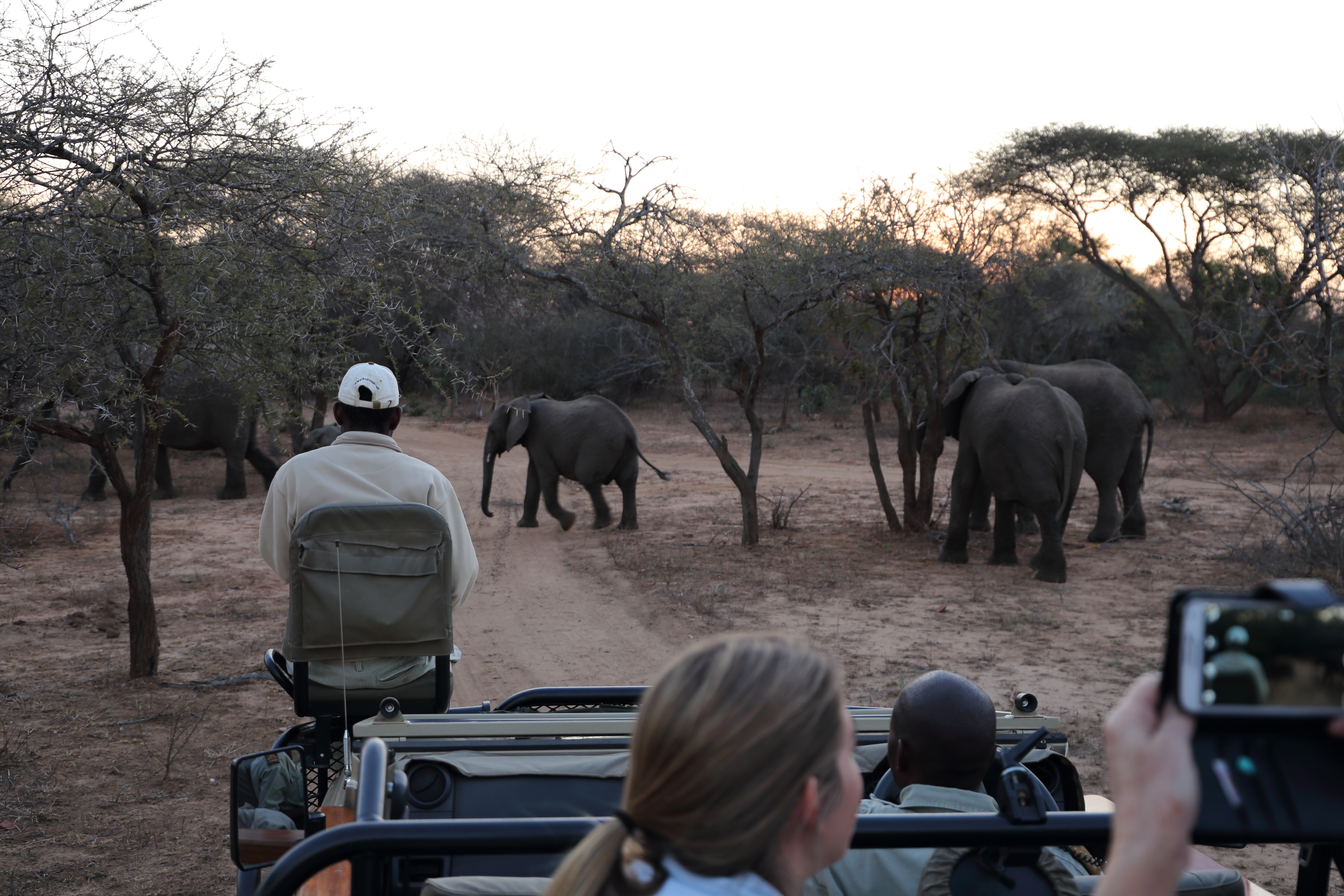 Safarigæster i åben jeep beundrer en flok elefanter på savannen ved solnedgang under game drive i Afrika