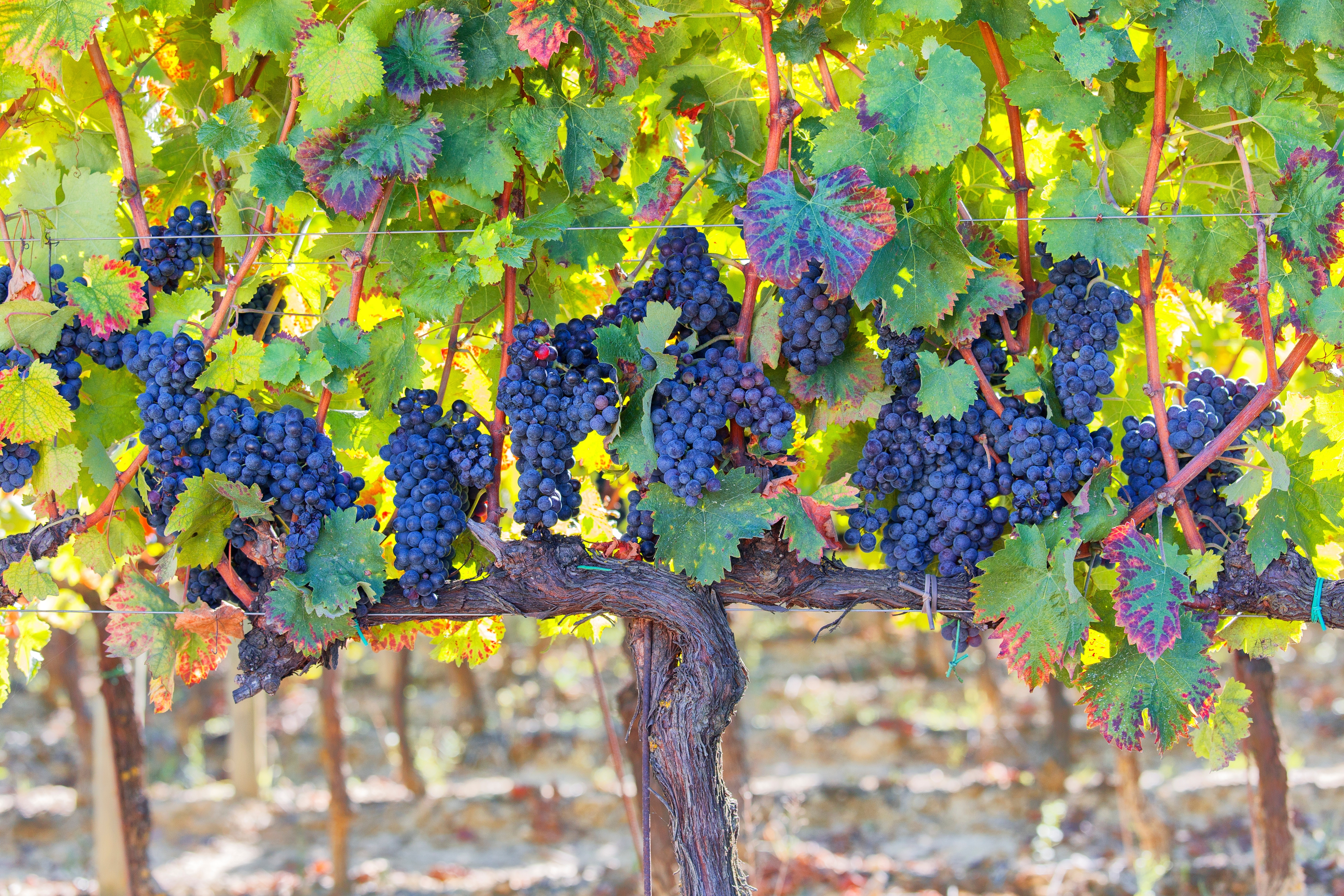 Nærbillede af Sagrantino-druer på vinranken i efterårsfarver i Montefalco, Umbrien - den særlige lokale druesort kendt for sin dybe farve og kraftige smag, som vi lærer om under vingårdsbesøget med vinsmagning på elcykelturen