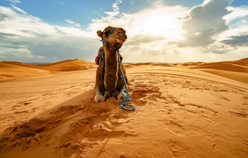 Dromedar-kamel sidder på sandklitterne i Sahara-ørkenen i Merzouga, Marokko, under en levende himmel.