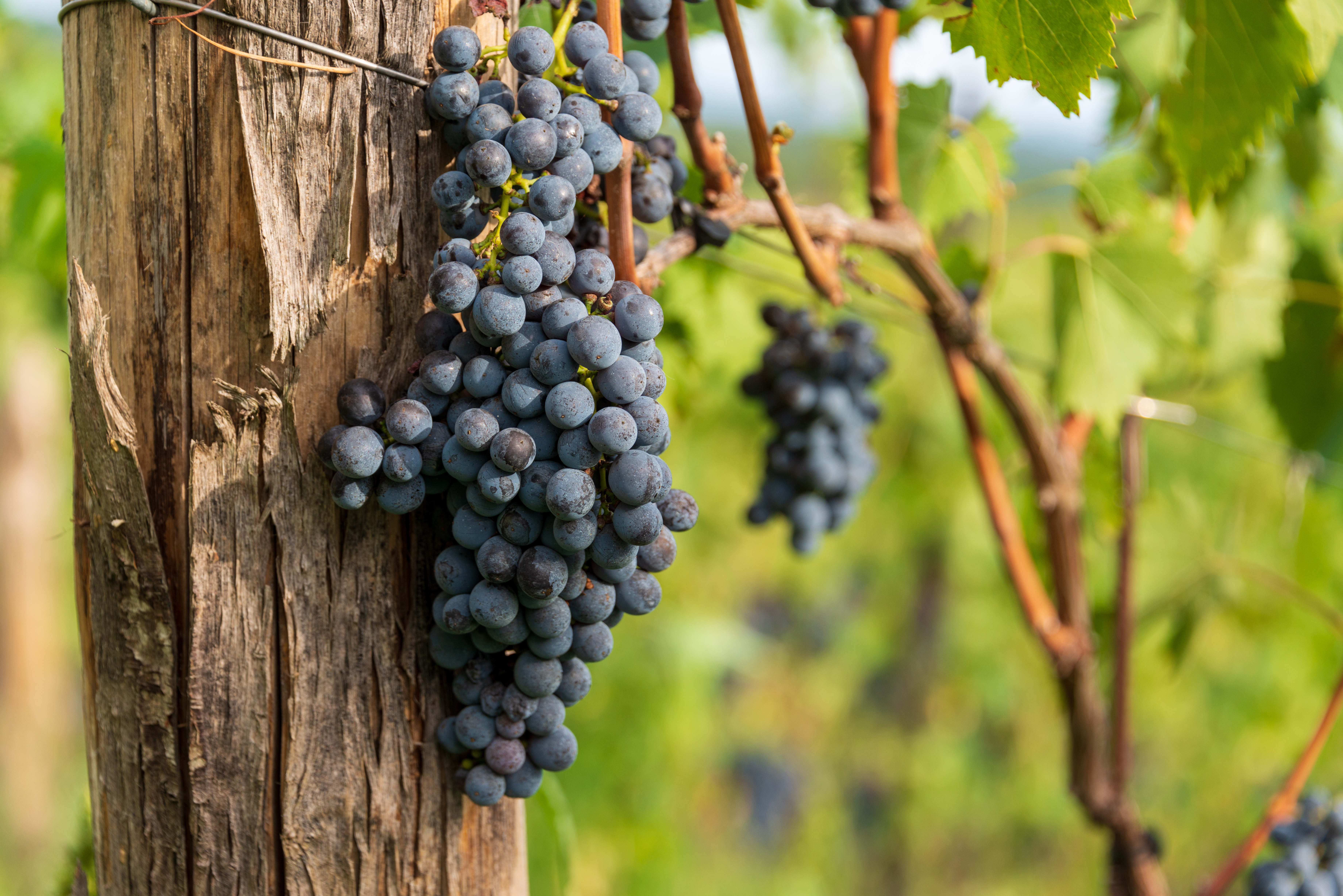 Modne mørkeblå Sangiovese druer hænger på vinstokken i en Chianti Classico vingård nær Siena i Toscana, Italien