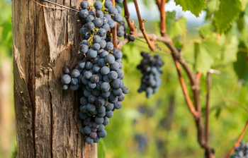 Modne mørkeblå Sangiovese druer hænger på vinstokken i en Chianti Classico vingård nær Siena i Toscana, Italien
