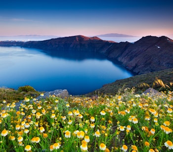 Farverig blomstereng med gule forårsblomster over Santorinis blå caldera og dramatiske klippekyst i morgenlyset