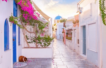 Idyllisk smal gade i Oia på Santorini med hvidkalkede huse, blå detaljer og lyserøde bougainvillea blomster ved solnedgang
