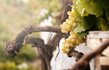 Frisk klase af hvide vindruer på vinstokken i vingården ved Vinmuseet i Thira, Santorini, der viser øens berømte vinproduktion i det naturlige sollys
