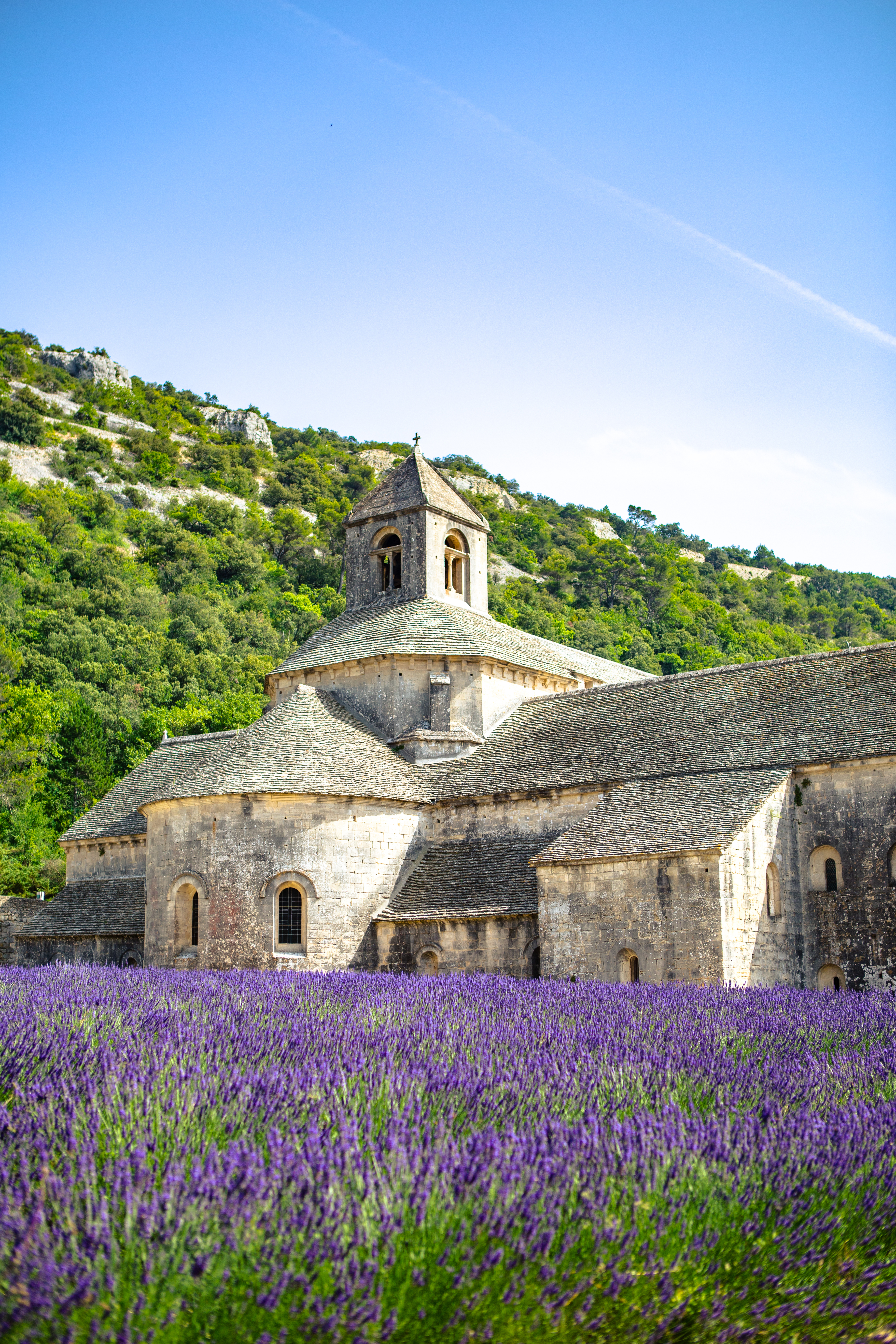 Historisk Sénanque kloster omgivet af lilla lavendelmarker i Provence Frankrig