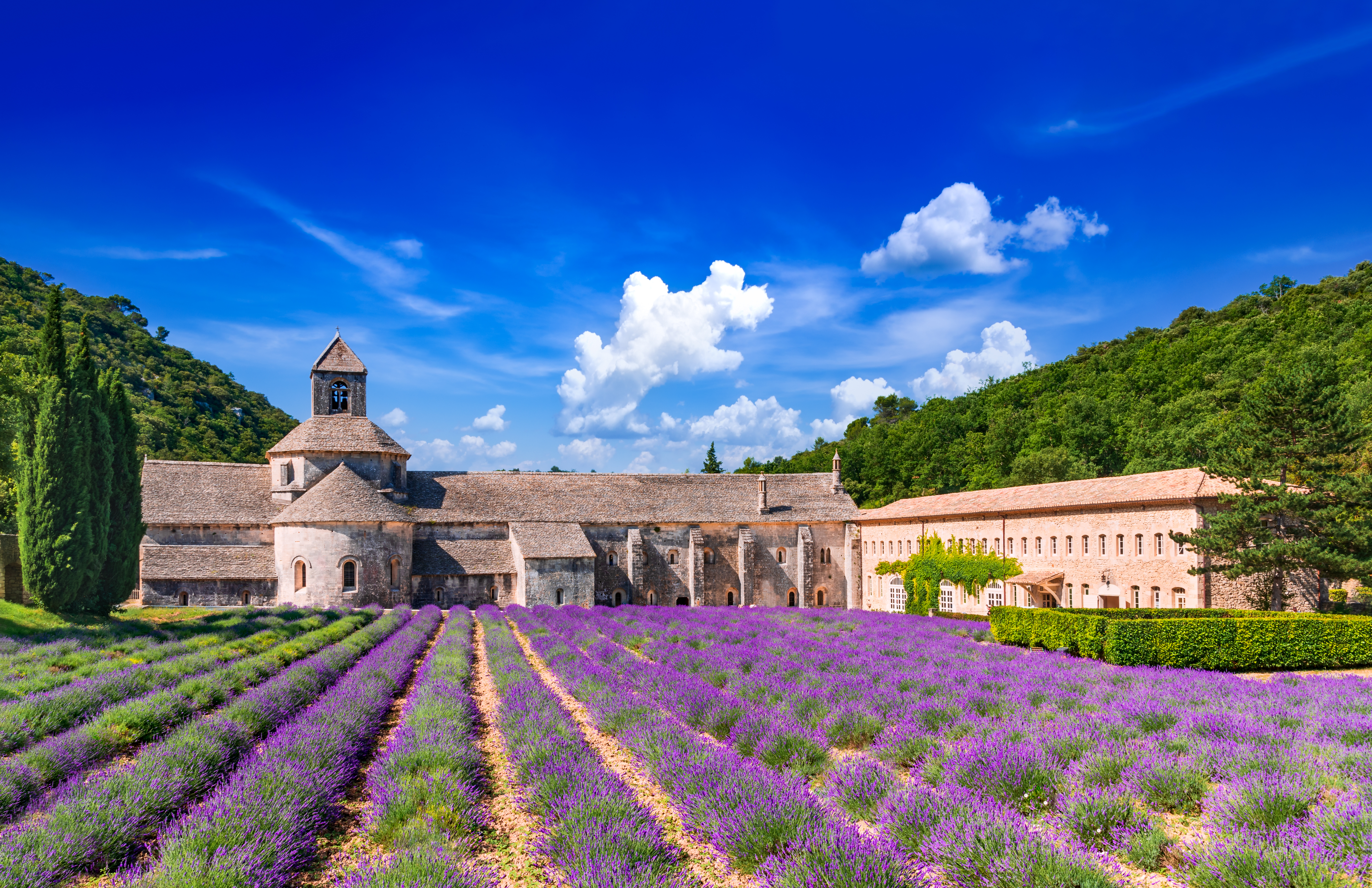 Det smukke Abbaye de Sénanque kloster omgivet af violette lavendelmarker i Provence, Frankrig