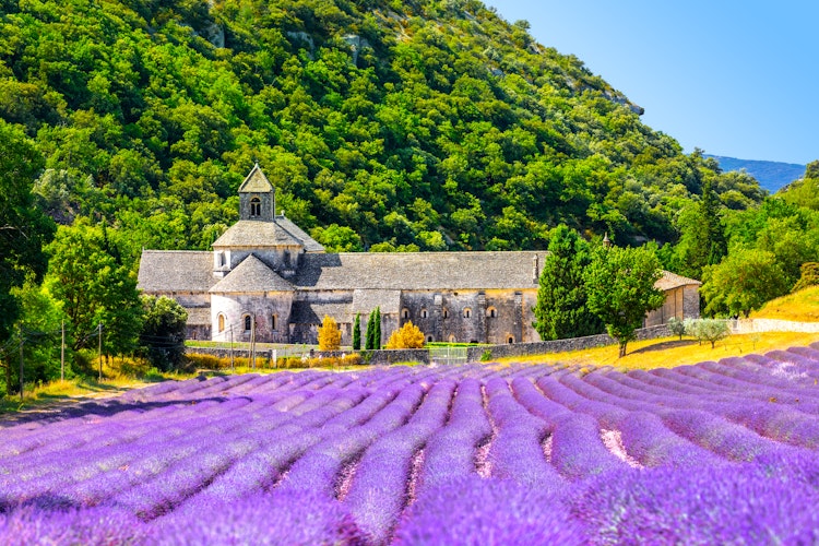 Det historiske Senanque kloster omgivet af blomstrende lilla lavendelmarker i Gordes, Provence - en malerisk sommerdestination i Frankrig