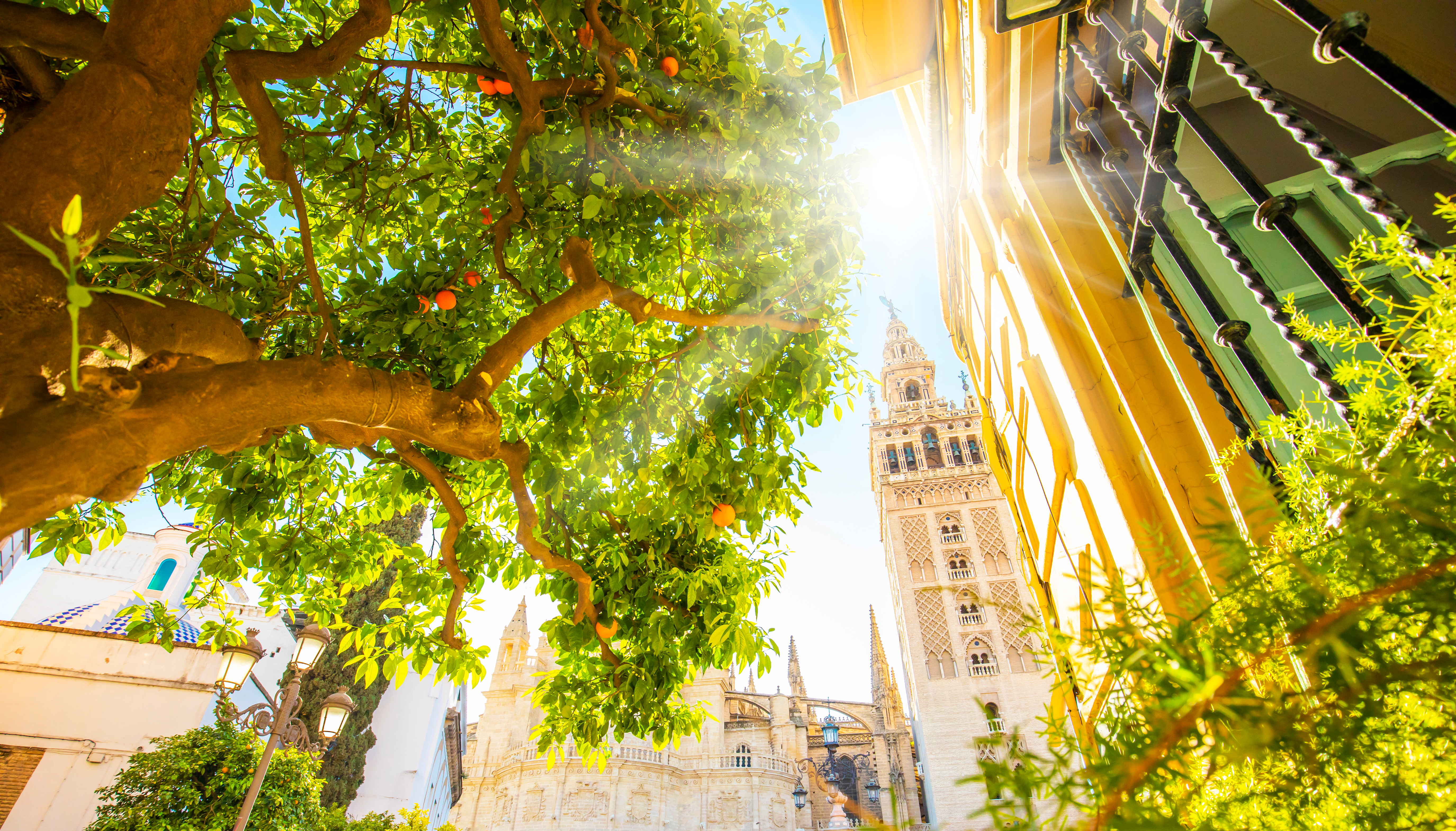 Smuk udsigt til Giralda tårnet og Sevillas katedral gennem appelsinträer i solskinnet Andalusien