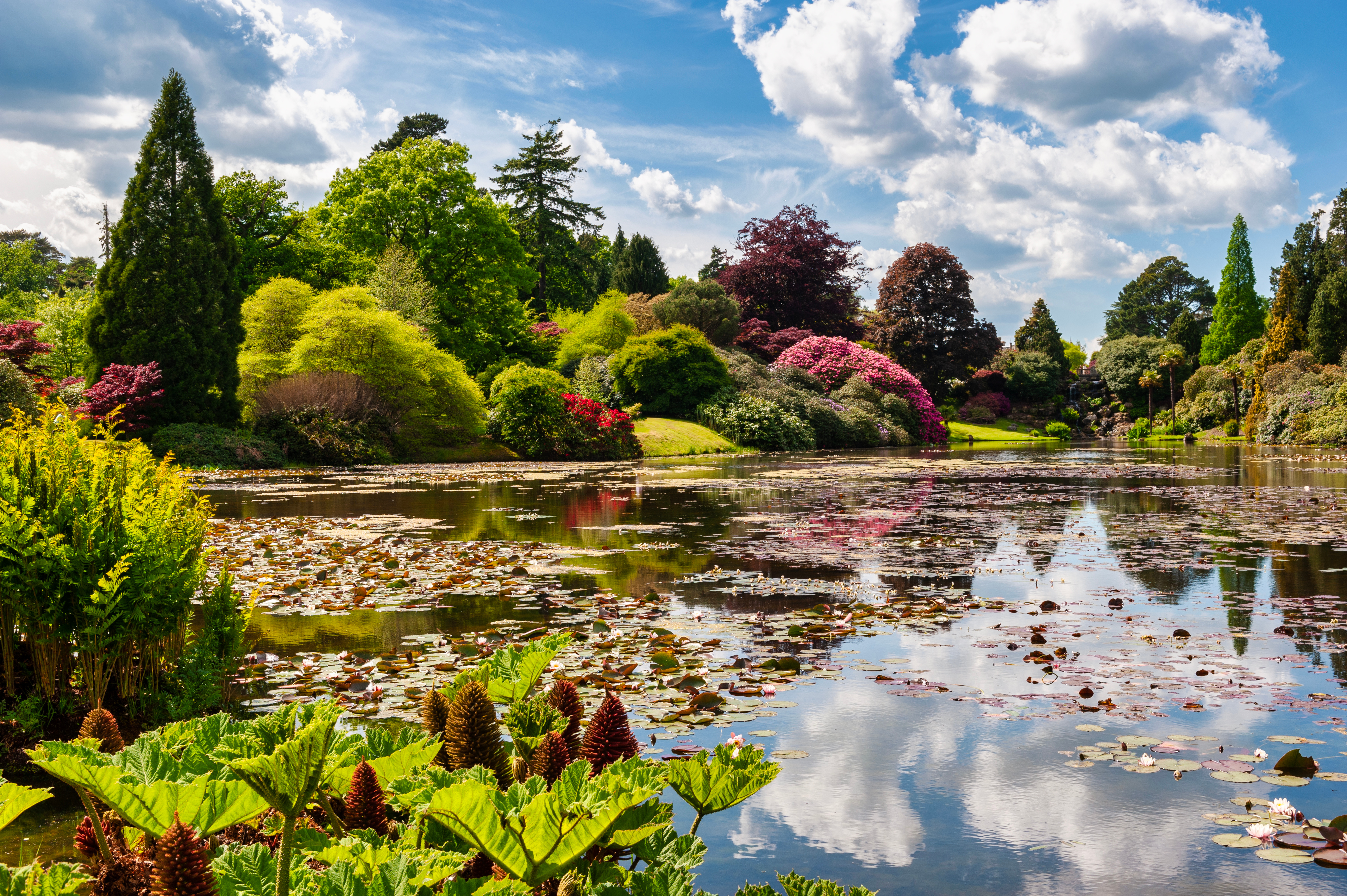 Smuk lilje-sø omgivet af farverige træer og blomstrende buske i Sheffield Park Have i East Sussex, England