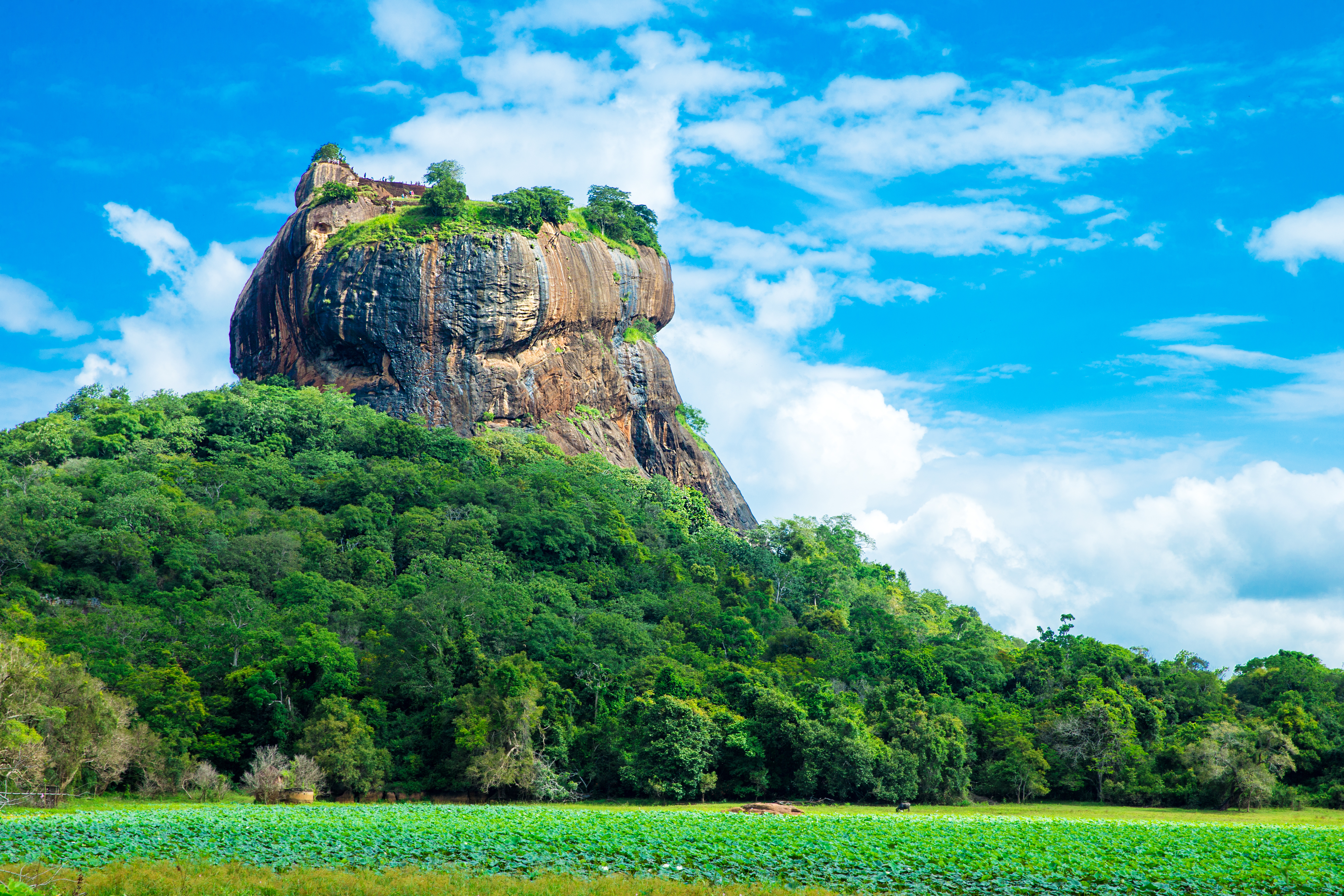 Sigiriya Lion Rock bjergfæstning i Sri Lanka omgivet af frodig grøn skov under en blå himmel, UNESCO verdensarv