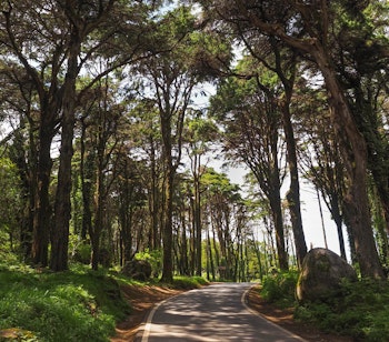 Idyllisk vandresti gennem den frodige skov i Sintra-Cascais naturparken med høje træer og klippeformationer på den portugisiske riviera