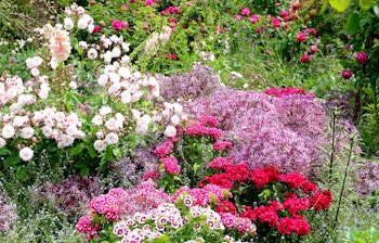 Farverige sommerblomster i den historiske Sissinghurst slotshave i England med smukke roser og stauder i den traditionelle engelske cottage garden stil