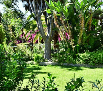 Den historiske Sitio Litre Orkidehave i Puerto de la Cruz på Tenerife med frodig vegetation og farverige orkideer - en botanisk perle på De Kanariske Øer
