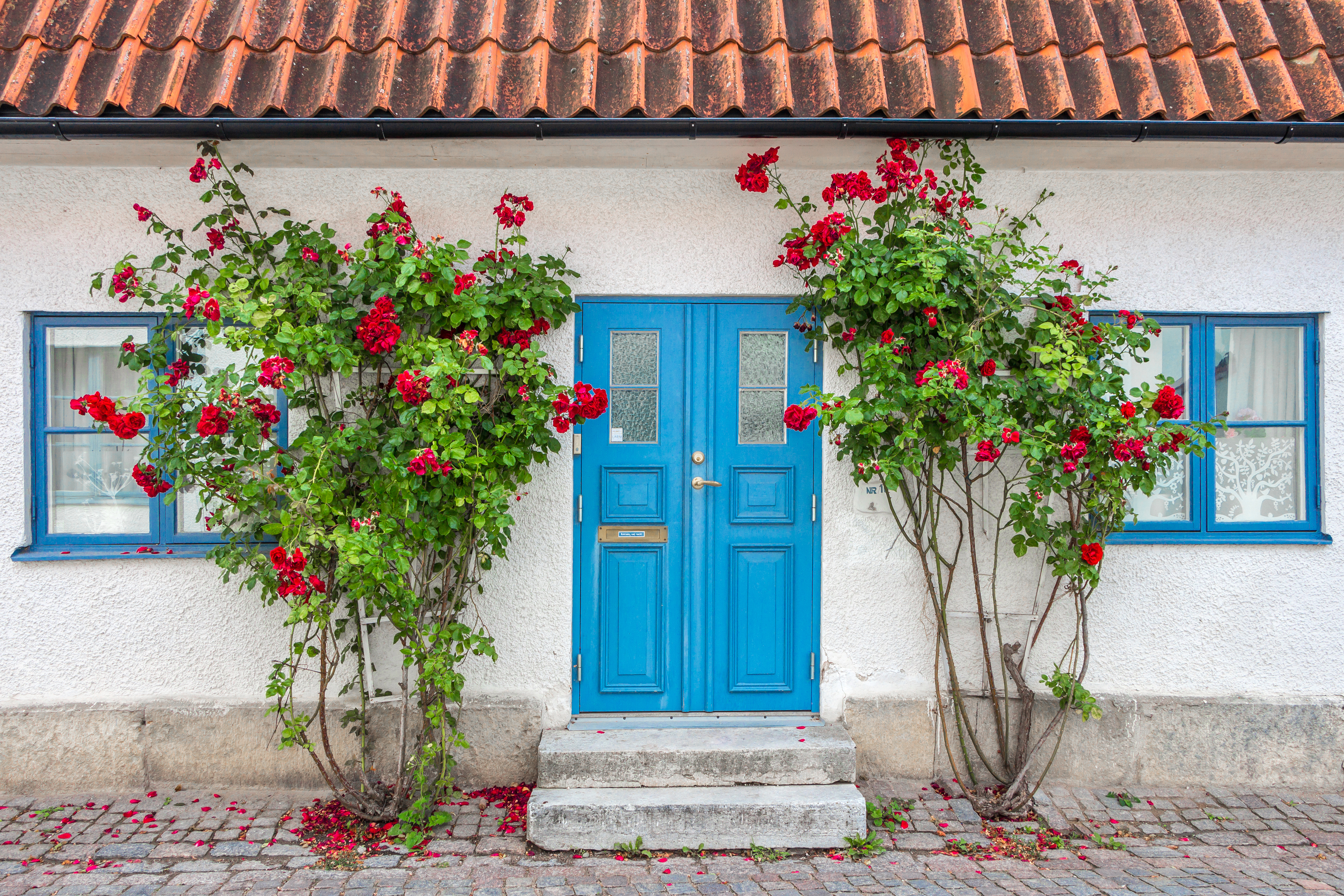 Charmerende skandinavisk hus med blå dør og blomstrende roser på brostensgade