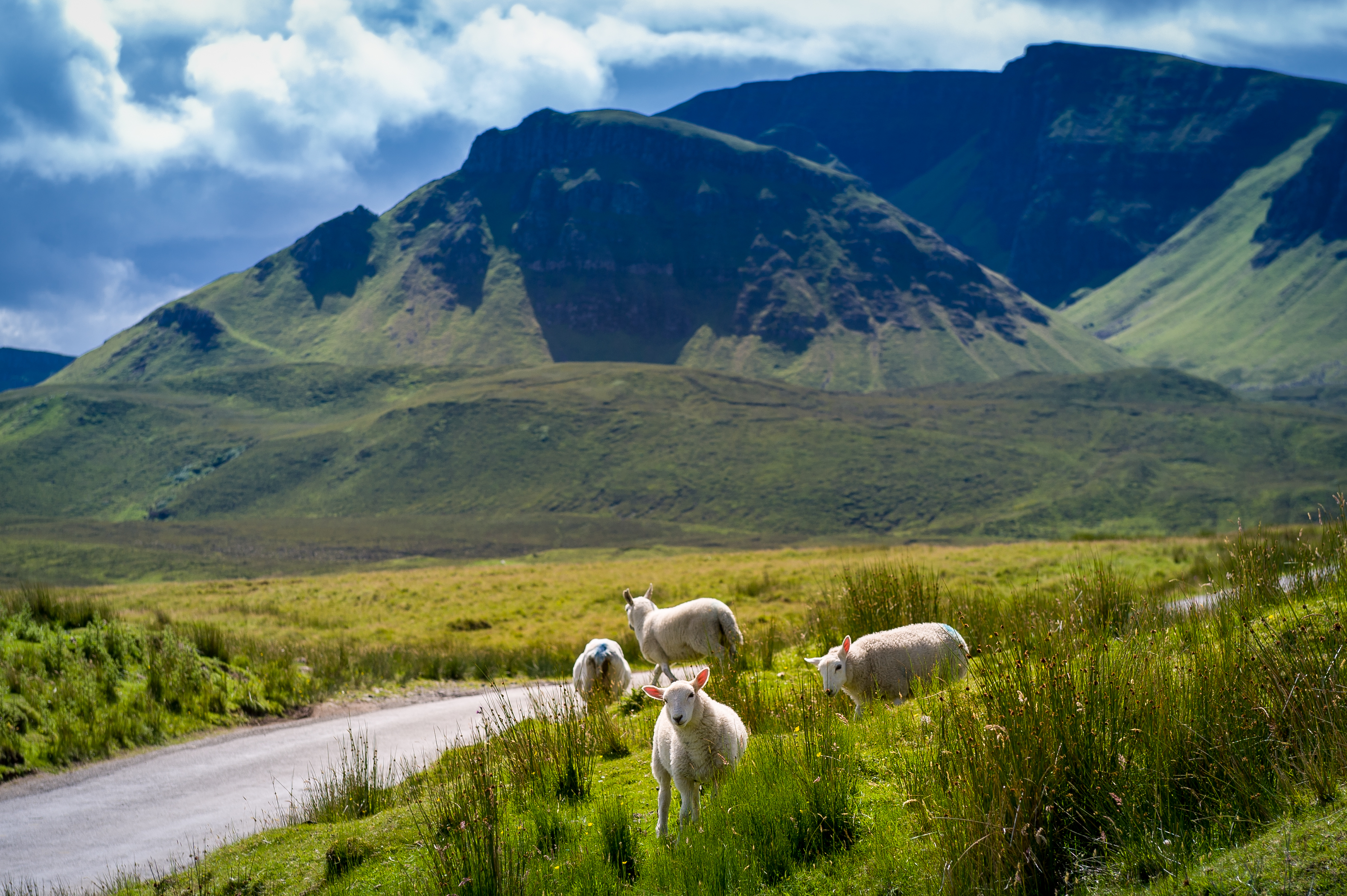 Skotske får græsser ved landevej med dramatiske bjerge på Isle of Skye