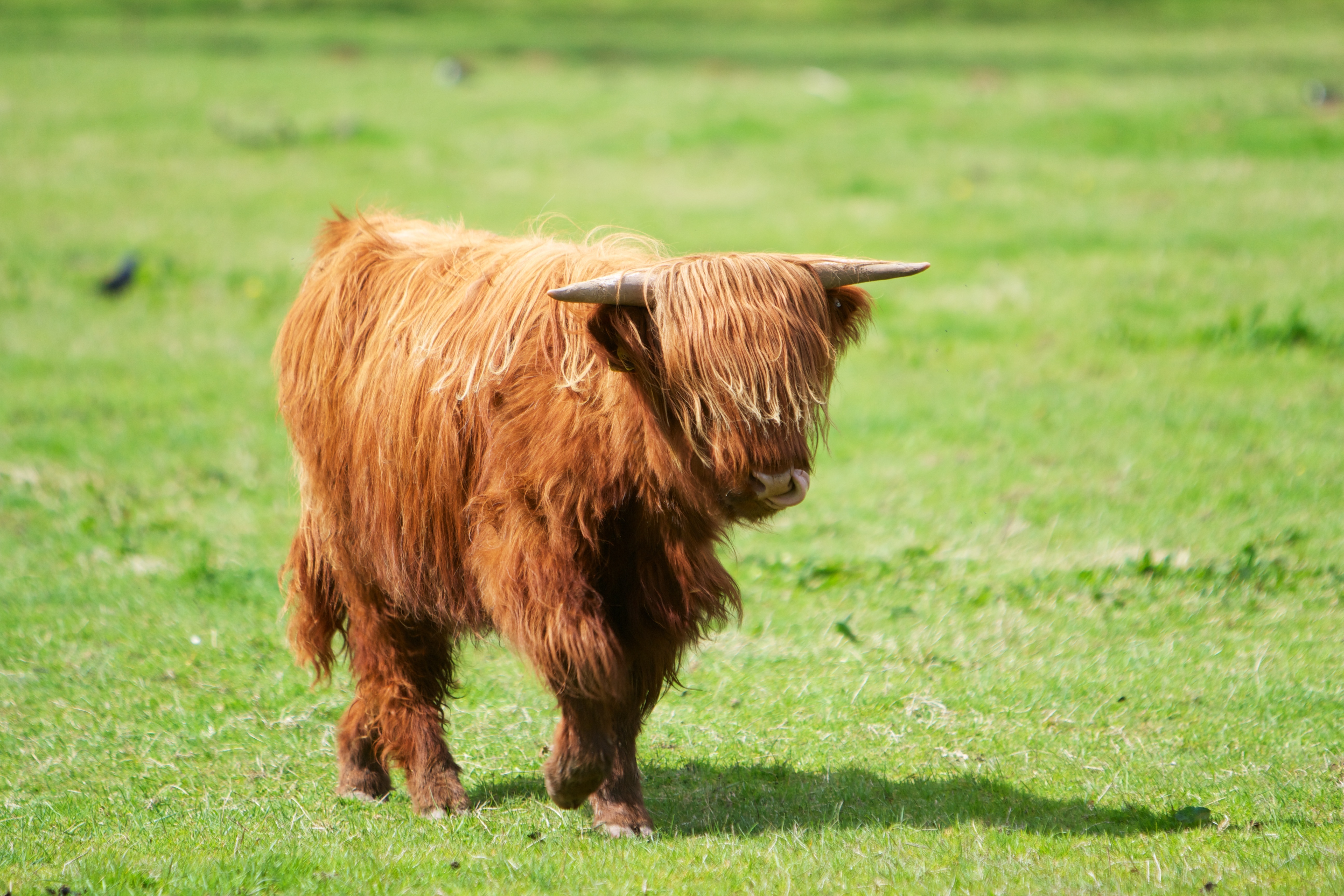 Highland kvæg med langt rødt hår græsser på skotske enge