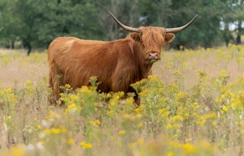Flot skotsk højlandskvæg med lang brun pels og imponerende horn græsser i vinterligt landskab i Veluwe Naturpark i Holland