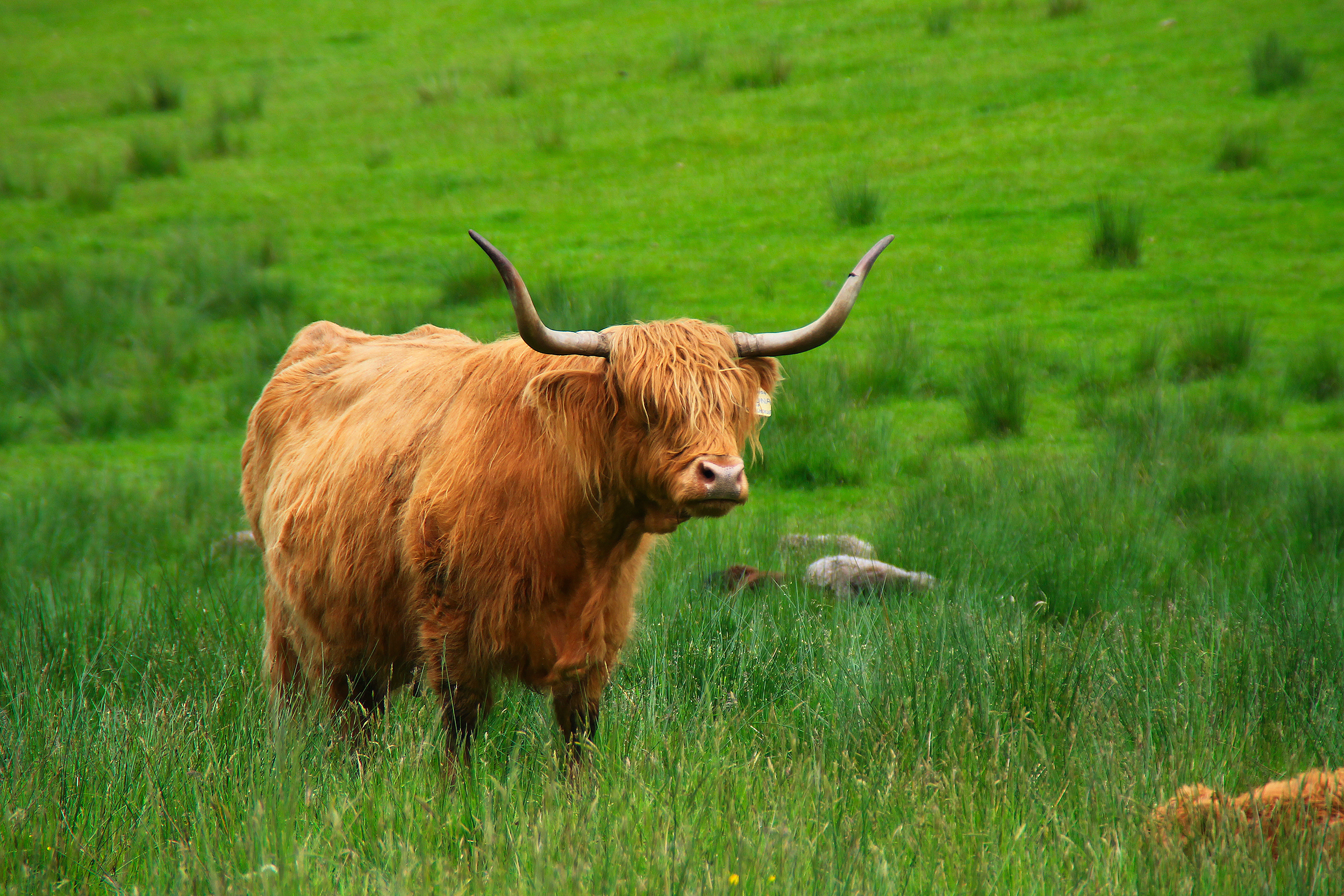 Charmerende skotsk højlandskvæg med sin karakteristiske lange pels og horn, græssende i frodig grøn eng i det skotske højland