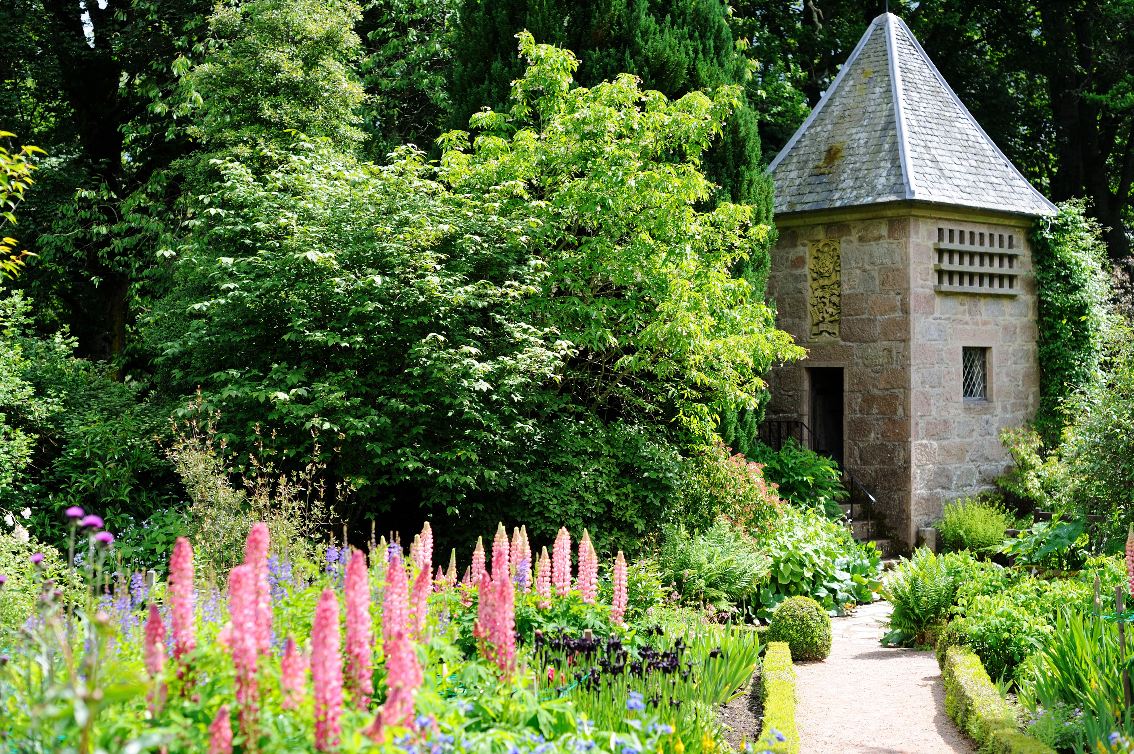 Historisk havetårn omgivet af frodige lyserøde blomster i skotsk slotshave