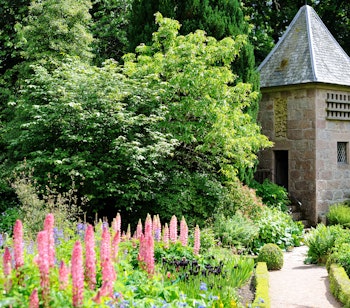 Historisk havetårn omgivet af frodige lyserøde blomster i skotsk slotshave