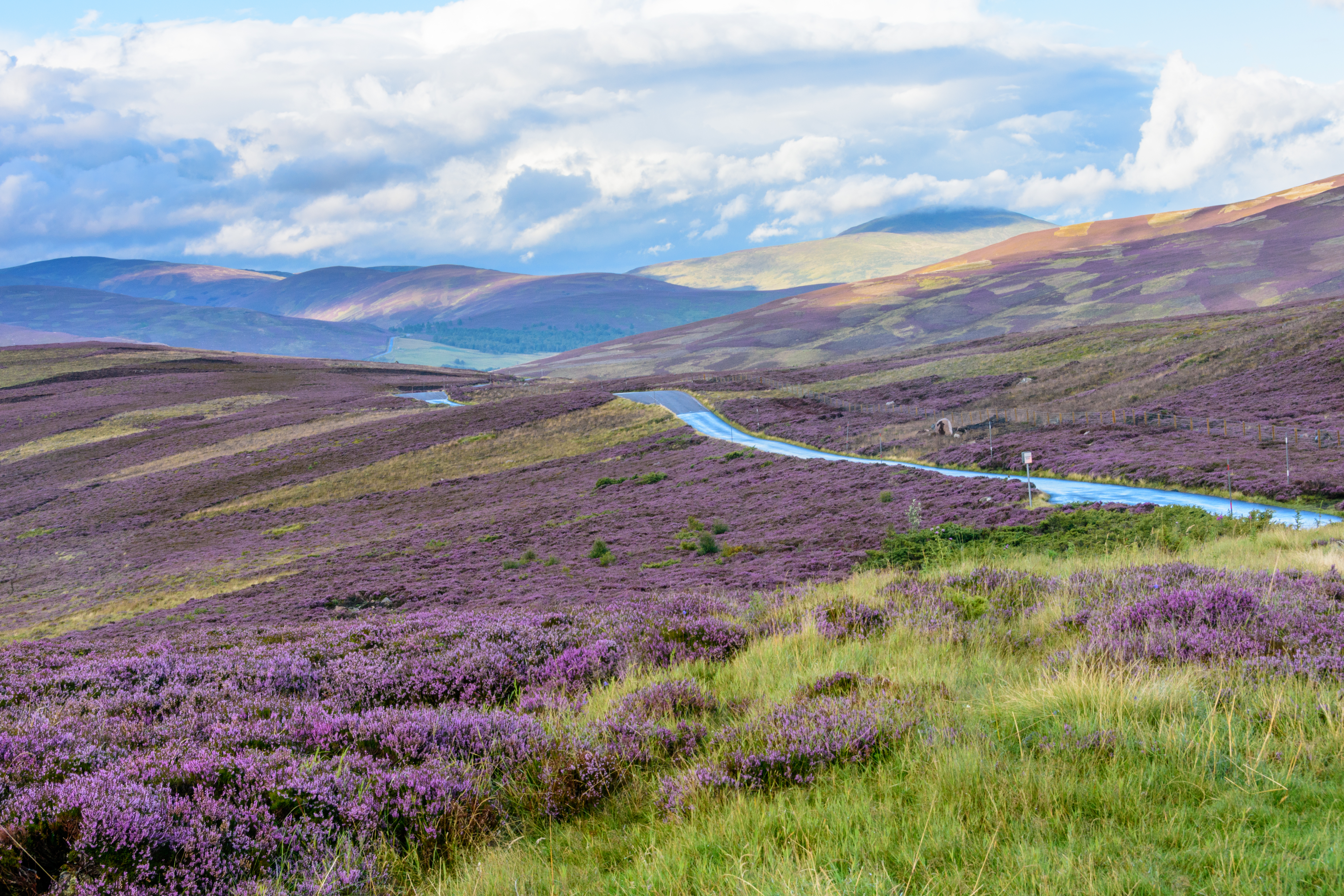Lilla lyng blomstrer i de skotske bjerge med bugtende bæk gennem Cairngorms