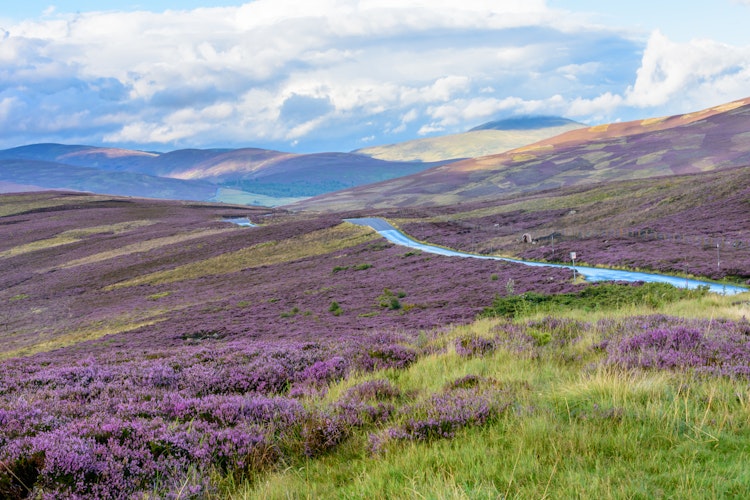 Lilla lyng blomstrer i de skotske bjerge med bugtende bæk gennem Cairngorms