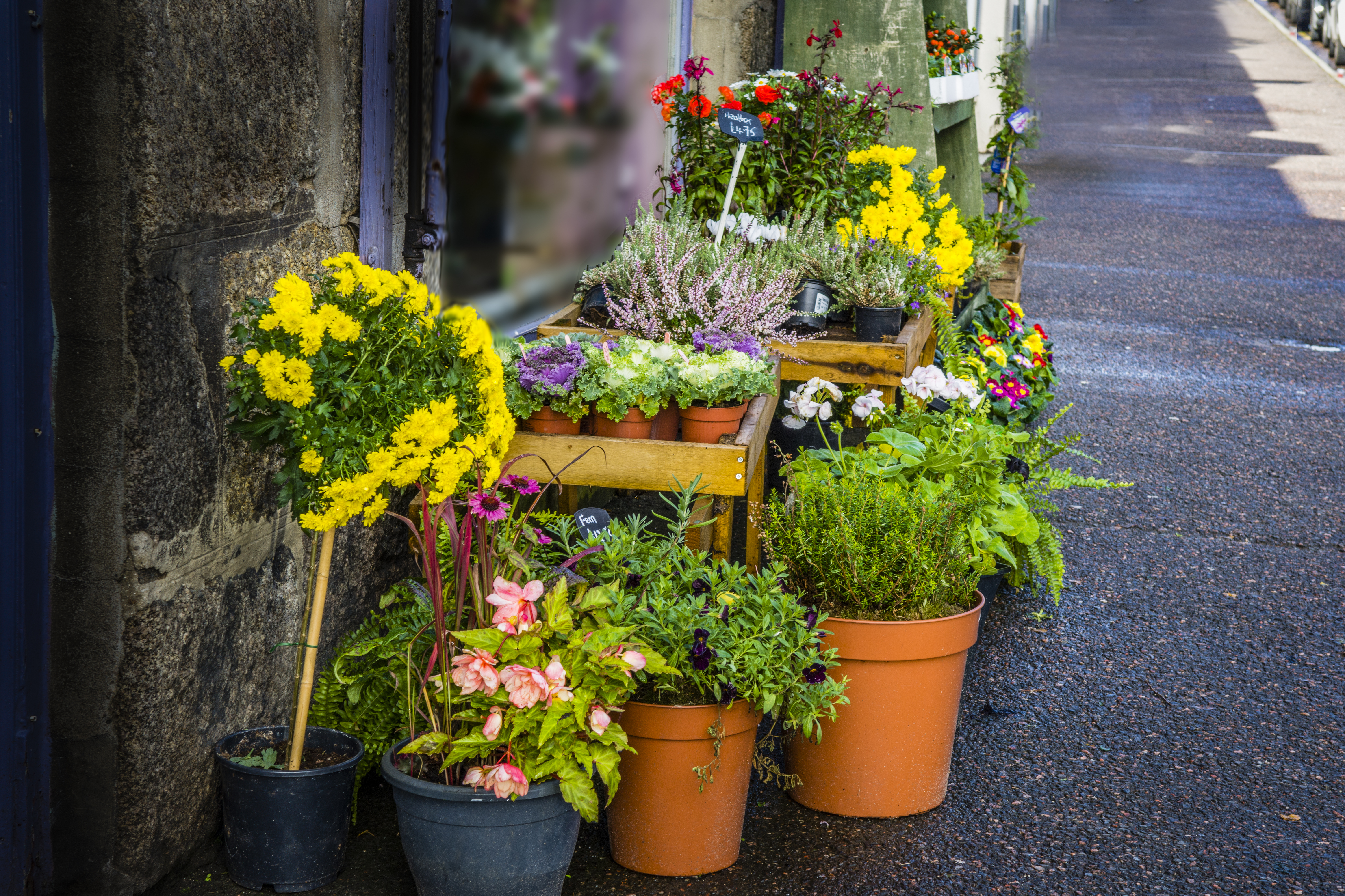 Farverige blomster i potter foran traditionel skotsk butik i Grantown-on-Spey, Cairngorms Nationalpark