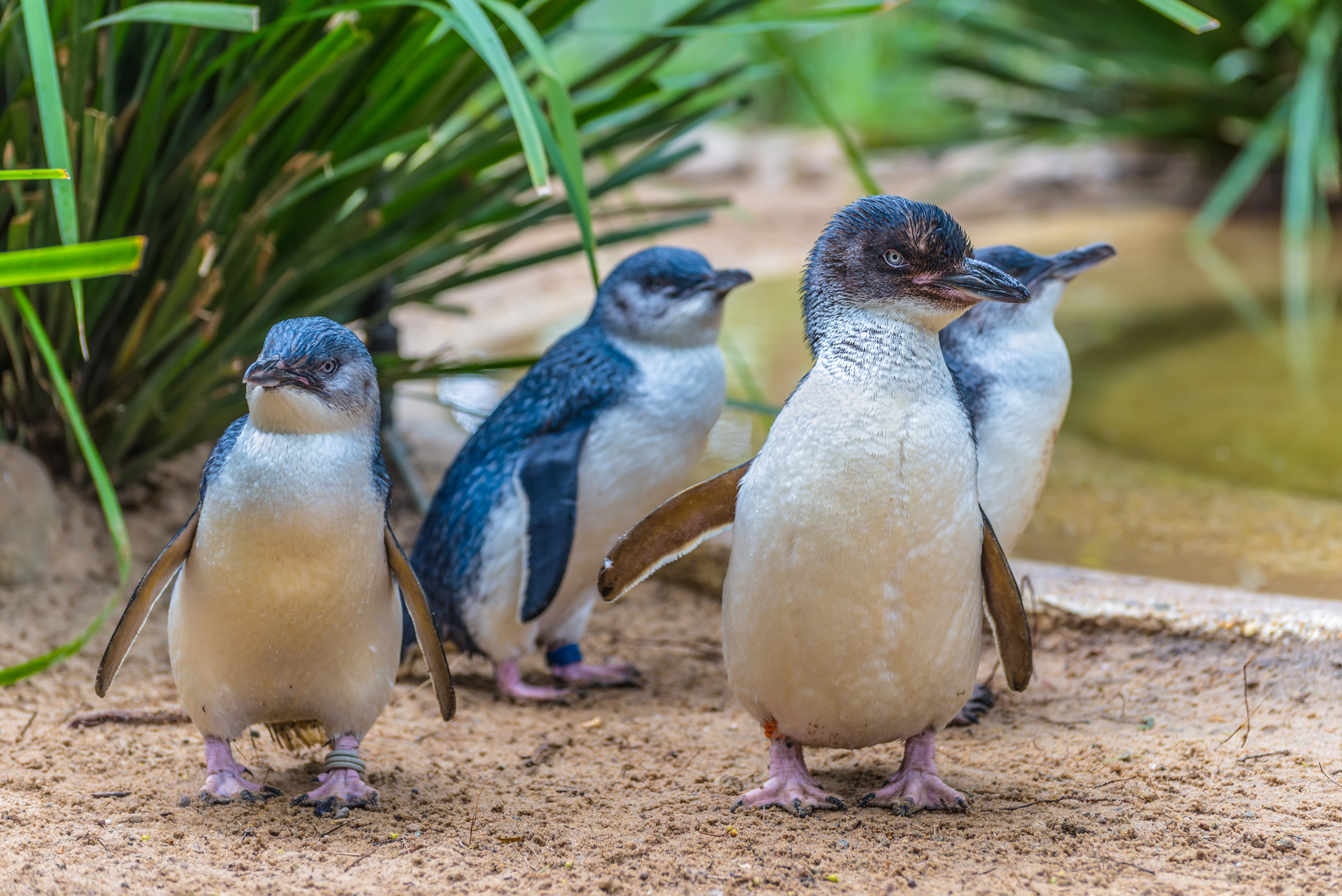 Små blå pingviner går sammen i australsk wildlife park med tropisk vegetation