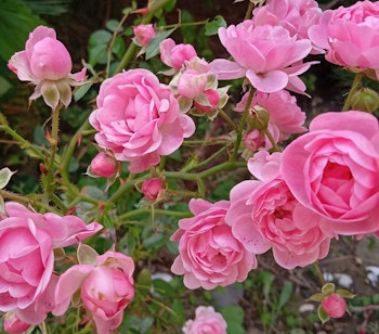 Smukke lyserøde roser i blomst i romantisk have - perfekt til bryllupsrejser