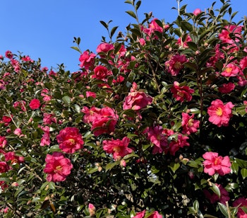 Smukke lyserøde camellia blomster i blomst i middelhavshave under klar blå himmel
