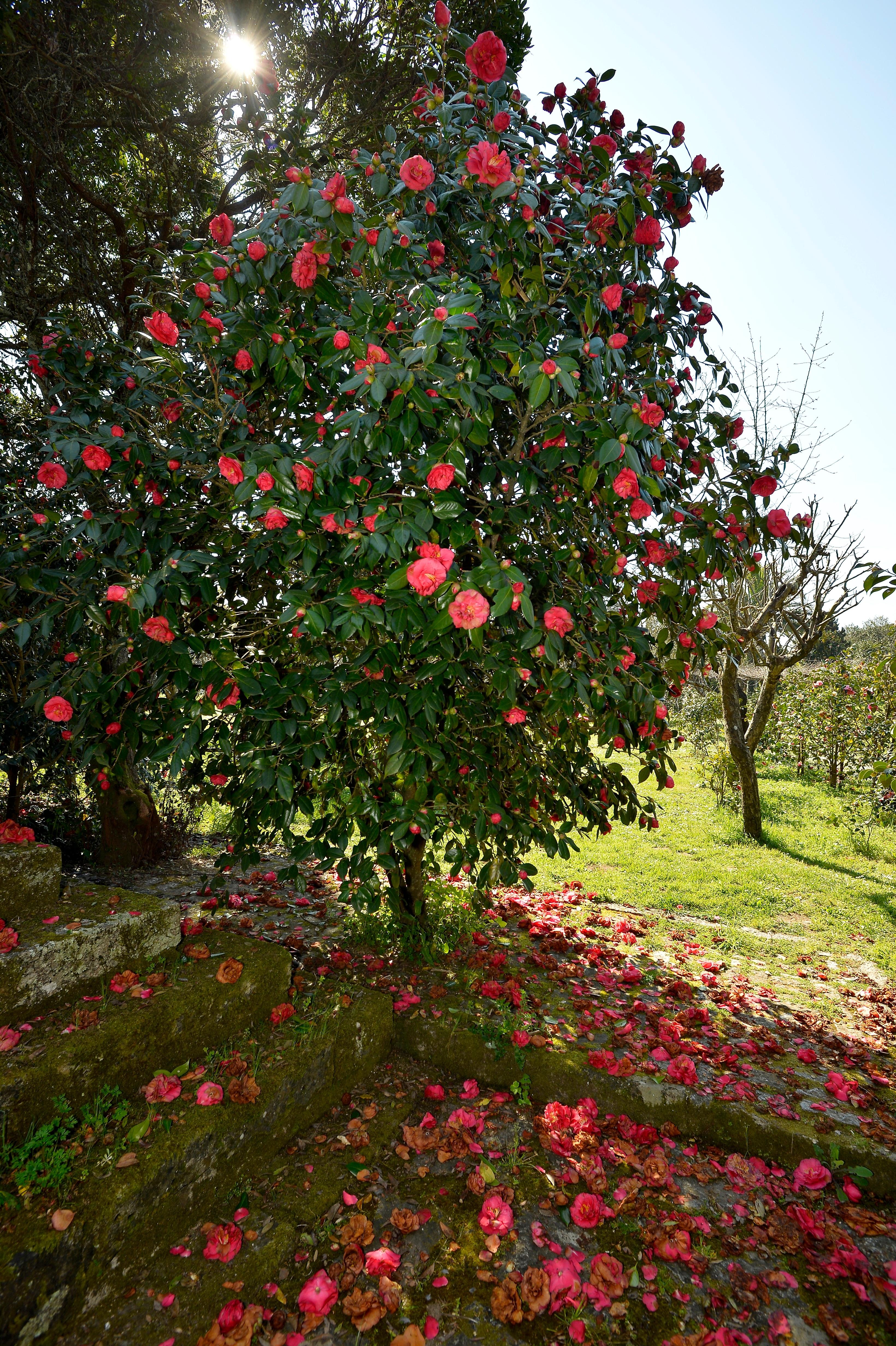 Smukke lyserøde camellia blomster i fuld blomstring i spansk have