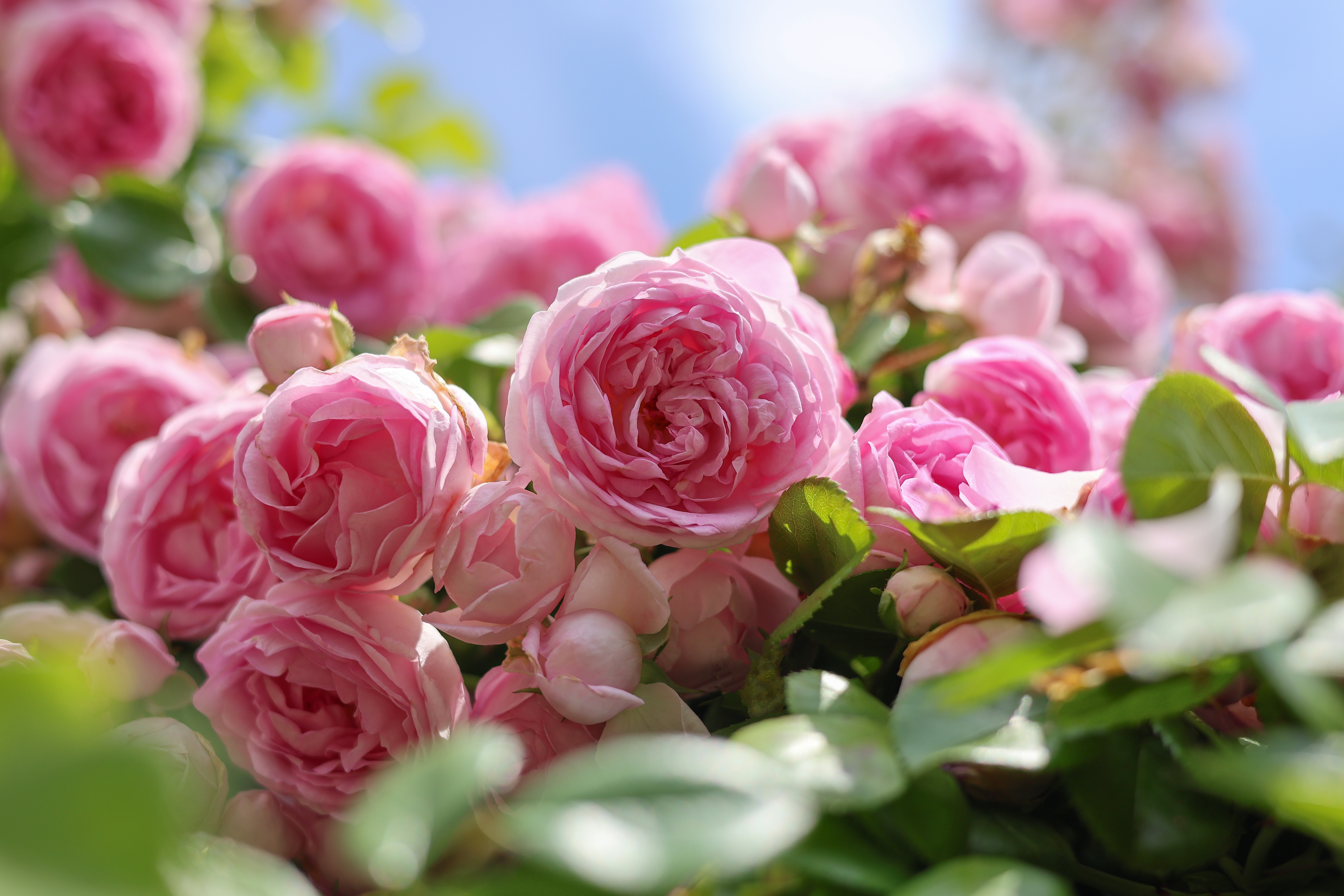 Smukke lyserøde engelske klatreroser i fuld blomst i en romantisk cottage-have i sommersolen