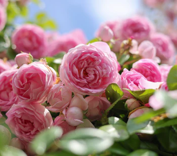 Smukke lyserøde engelske klatreroser i fuld blomst i en romantisk cottage-have i sommersolen