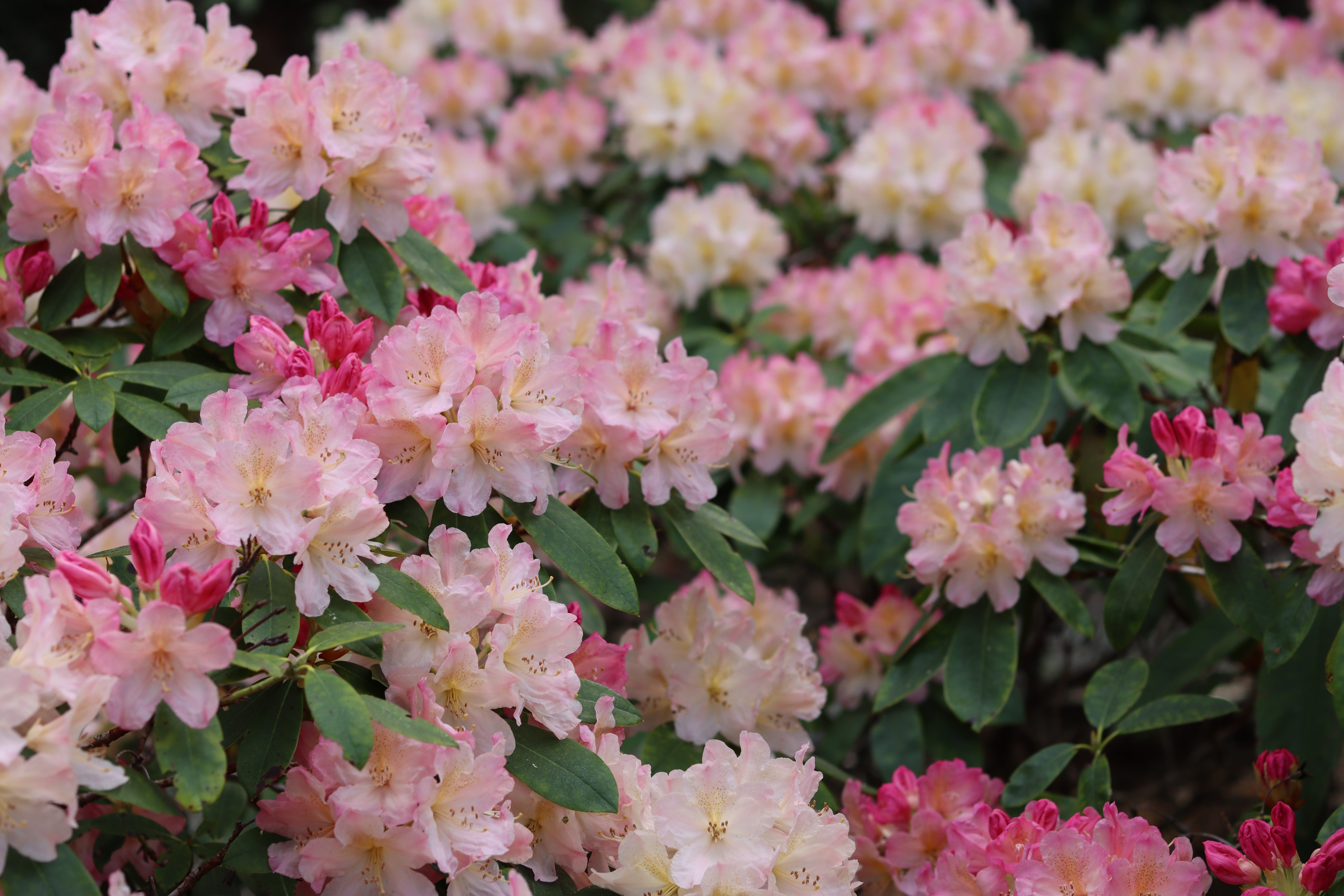 Smukke lyserøde rhododendron blomster i forårets have