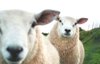 Sødt irsk får på græsning i det naturskønne landskab ved Dingle i Irland, perfekt eksempel på Irlands charmerende dyreliv