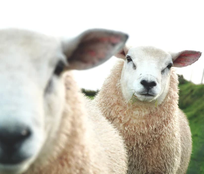 Sødt irsk får på græsning i det naturskønne landskab ved Dingle i Irland, perfekt eksempel på Irlands charmerende dyreliv