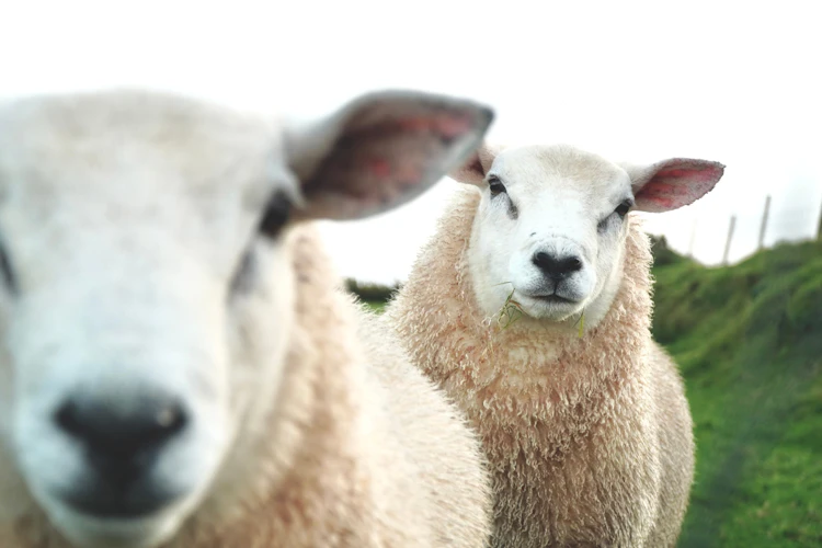 Sødt irsk får på græsning i det naturskønne landskab ved Dingle i Irland, perfekt eksempel på Irlands charmerende dyreliv