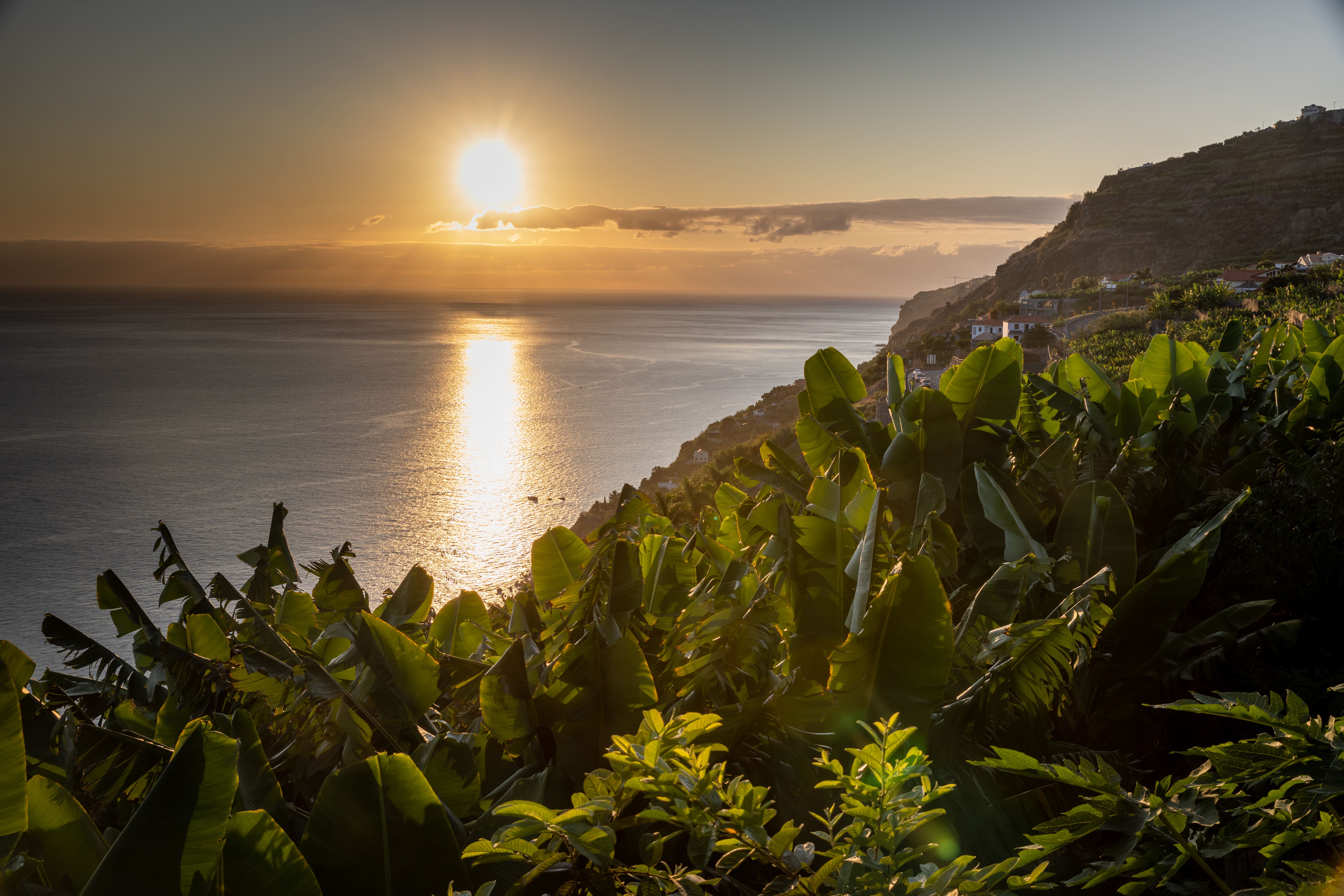 Betagende solnedgang over Atlanterhavet set fra en frodig bananplantage i Arco da Calheta på Madeira, med gyldent lys der reflekteres i havet og grønne bananplanter i forgrunden