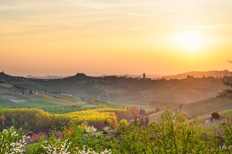 Malerisk solnedgang over grønne vinmarker i Barbaresco, Langhe-regionen i Piemonte med gyldent lys og en charmerende italiensk landsby
