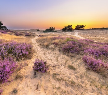 Betagende solnedgang over lilla hedelandskab i Hoge Veluwe Nationalpark i Holland med klar himmel og naturskønne omgivelser