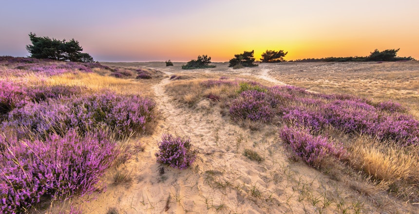 Betagende solnedgang over lilla hedelandskab i Hoge Veluwe Nationalpark i Holland med klar himmel og naturskønne omgivelser