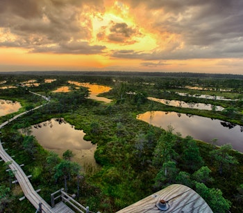 Træsti gennem den smukke sumpede natur i Kemeri Nationalpark i Letland ved solnedgang med gyldent lys reflekteret i vandene