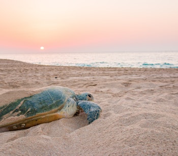 Magisk solopgang ved Raz al Jinz skildpaddereservat i Oman med havskildpadde på stranden og silhuetter af mennesker mod morgenlyset