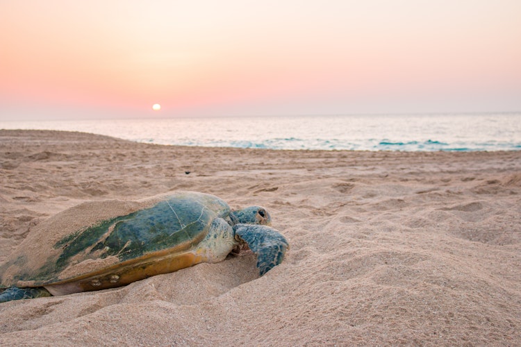 Magisk solopgang ved Raz al Jinz skildpaddereservat i Oman med havskildpadde på stranden og silhuetter af mennesker mod morgenlyset