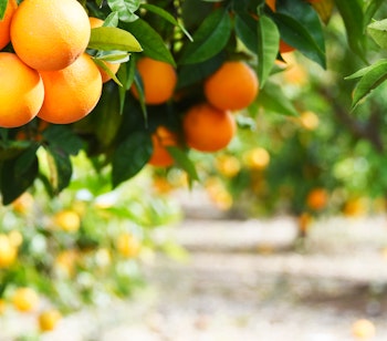 Solrig citronhave i Middelhavsområdet med modne citrusfrugter på grønne træer i en spansk frugtplantage