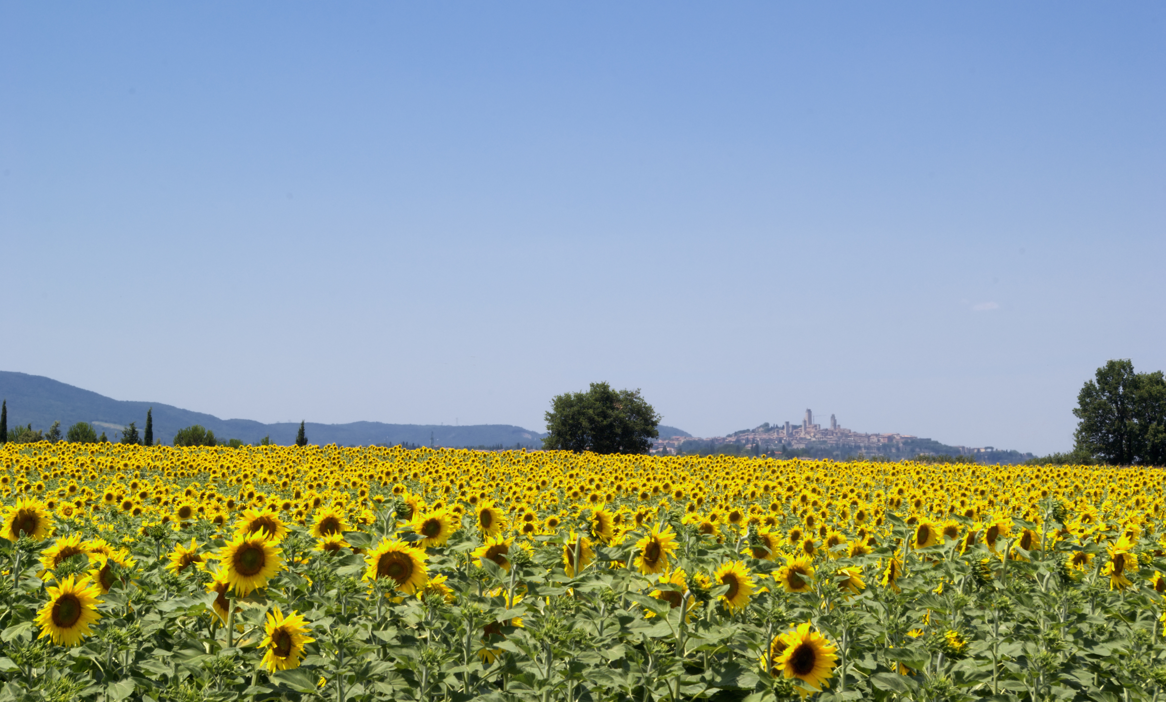 Smuk solsikkemark med middelalderbyen San Gimignano i baggrunden, Toscana, Italien