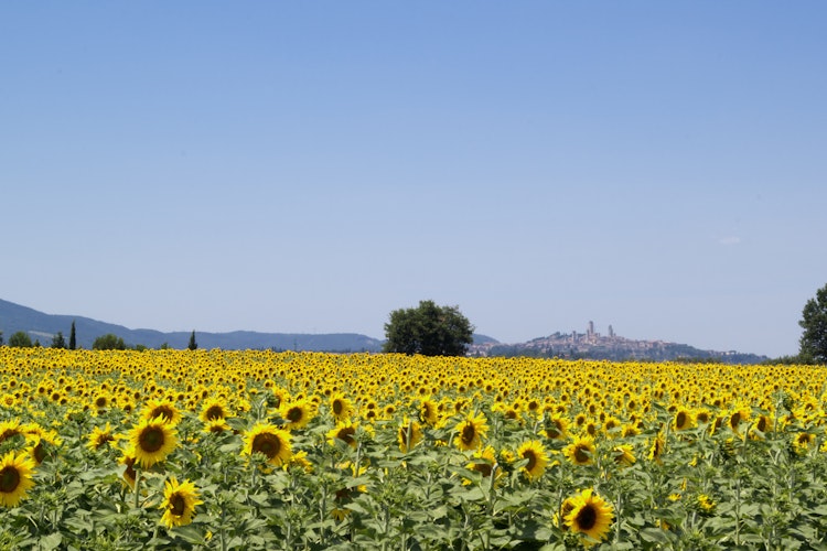 Smuk solsikkemark med middelalderbyen San Gimignano i baggrunden, Toscana, Italien