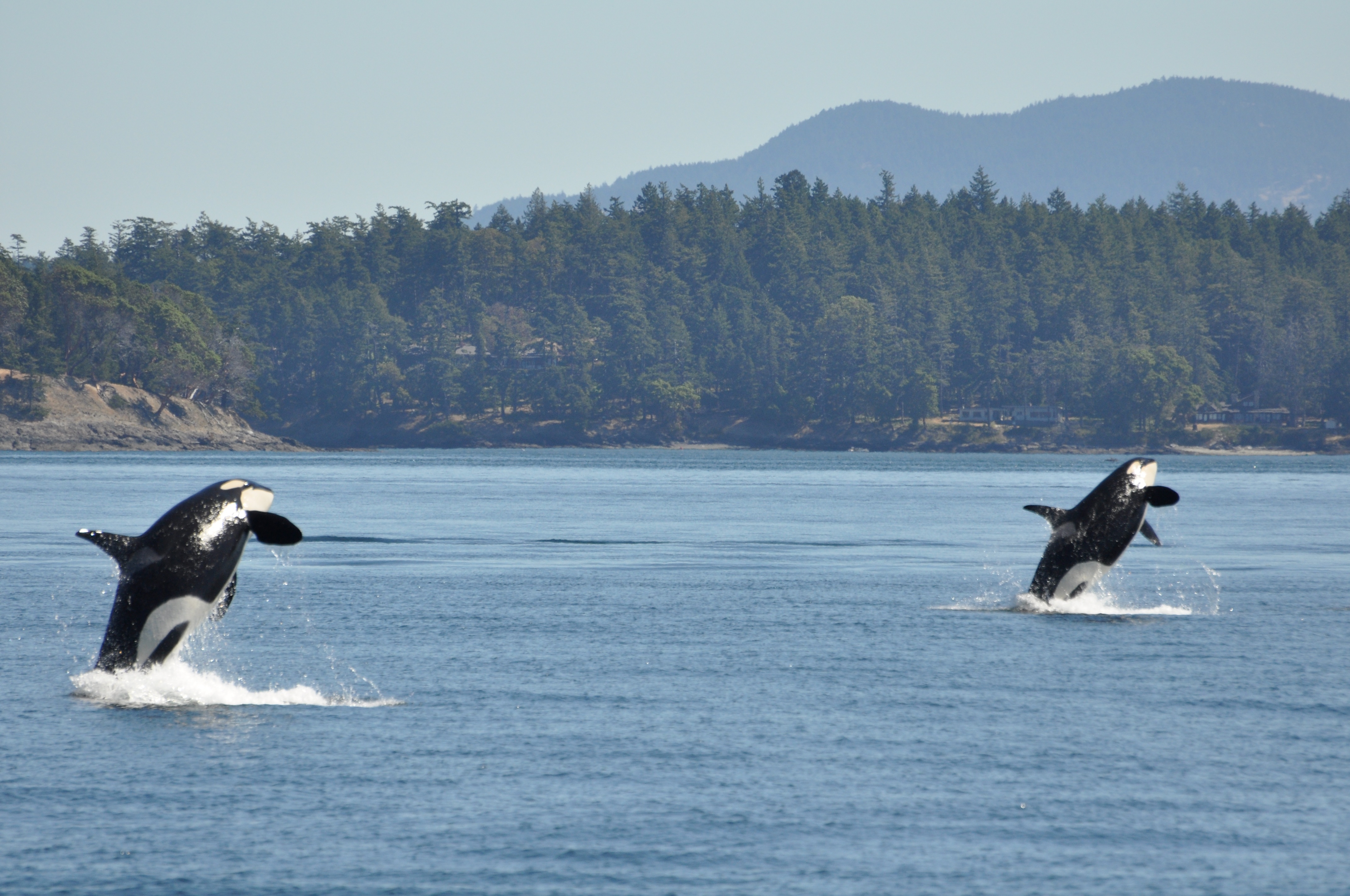 To spækhuggerere springer samtidigt op af vandet ved Vancouver Island, Canada
